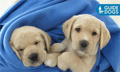 The Guide Dogs for the Blind Association  logo