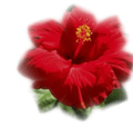 Hibiscus Housing Association Limited logo