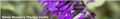 Salvia Women's Therapy Centre logo