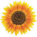 Maine Charity logo