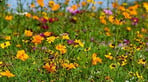 Flowers.jpg