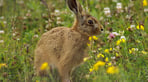 Hare.jpg