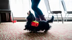 IndependenceDogsWebRes-43 (1).jpg