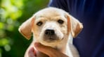 Puppy.jpg
