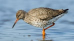 Redshank AdobeStock_77137683.jpg