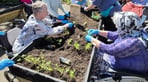 residents-planting-at-care-home-16.5.25-2-768x706.png