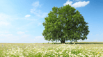 shutterstock_107956097-w800xh533.png