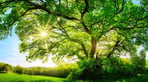 shutterstock_474495670-800x314-666x314.jpg