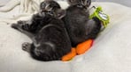 2 of C litter kittens March 25.jpg