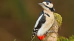 AdobeStock_49911231_Great_spotted_woodpecker.jpeg