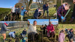 Alpacaly hedgeplanting Oct 24 Collage of vols.jpg