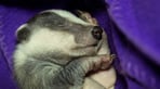 Badger orphan 2022.1.jpg
