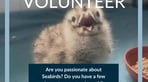 Become a Volunteer- chick.jpg