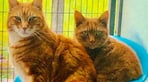 cats.jpg