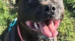 dog 2.jpg