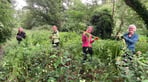 Duffield Millennium Meadows - Himalayan Balsam 02.06.26.jpeg