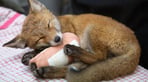 Fox cub - severe neurological issues (unable to stand) and broken leg - May 2022.jpg