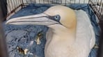 Gannet arrival.jpg
