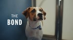 Content Manager | Battersea Dogs & Cats Home | CharityJob