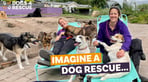 Dogs 4 Rescue logo