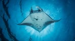 Manta-ray-above.jpg