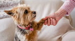 Petra the Yorkshire terrier holding her paw in a lady's hand_BX15668.jpg