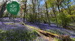 RS8241_Teams Zoom Background Spring Bluebells_hpr.jpg