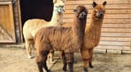 VCF Alpacas.JPG