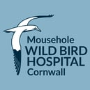 Mousehole Wild Bird Hospital