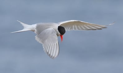 Arctic TernH