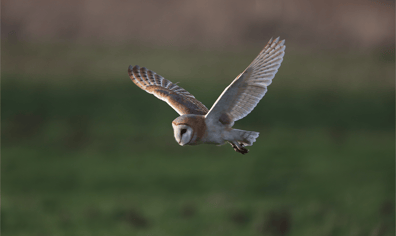 barn_owl_ahead_bos_web_feb_20_tim_hill_2020_02_28_10_28_12_am