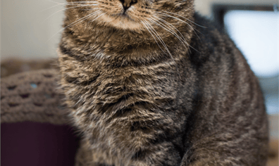 cat_1_2021_01_13_10_41_29_pm