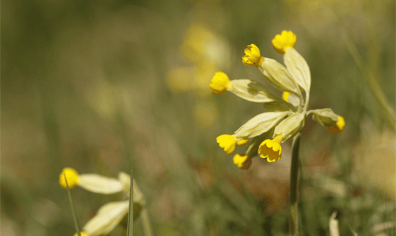cowslip_aldbury_nowers_april_2015_pt_2020_02_28_11_00_23_am