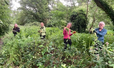 Duffield Millennium Meadows - Himalayan Balsam 02