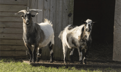 foal_farm_7_2018_04_13_10_07_12_am