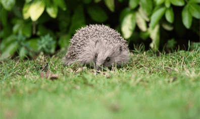 hedgehog_c_tim_hill_2020_02_28_11_09_22_am