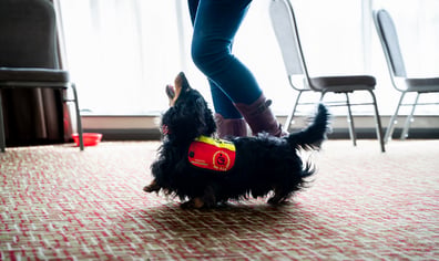 IndependenceDogsWebRes-43 (1)