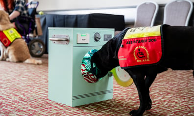 IndependenceDogsWebRes-53