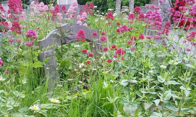 red valerian