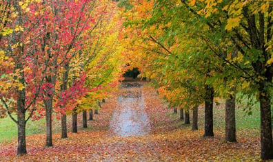 shutterstock_1138094633-800x533