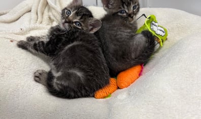 2 of C litter kittens March 25