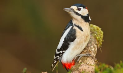 AdobeStock_49911231_Great_spotted_woodpecker