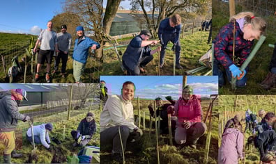 Alpacaly hedgeplanting Oct 24 Collage of vols