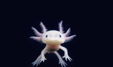 axolotl_web_crop_2017_02_21_03_16_45_pm