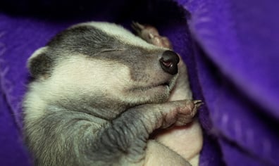Badger orphan 2022