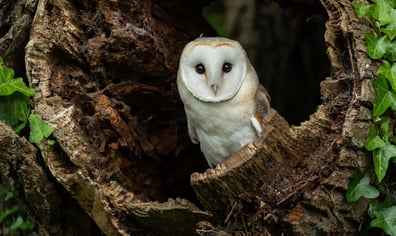 barn owl iStock-991162042 (1)