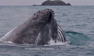 bas_southgeorgiawhaleteam2019_humpaback_lunge_feeding_2024_01_31_10_46_28_am