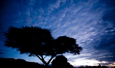 beautiful_sky_with_tree_