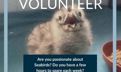 Become a Volunteer- chick