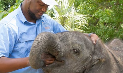 bee_and_baby elephant
